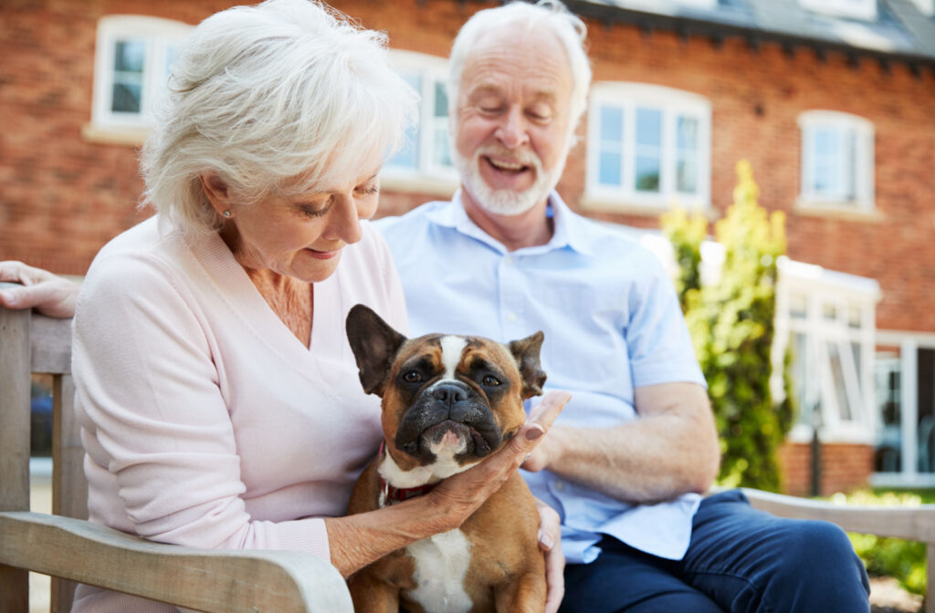 An older adult man and an older adult woman playing with a French bulldog outside.